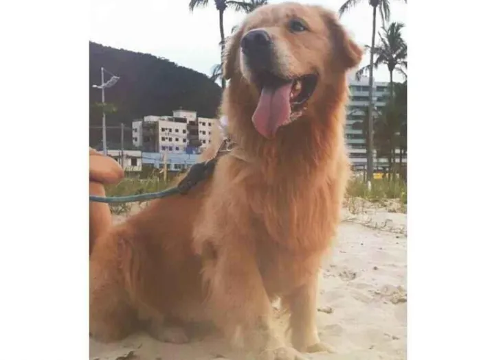 Cachorro ra a Golden Retriever idade 6 ou mais anos nome Bob