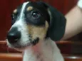 Snoopy