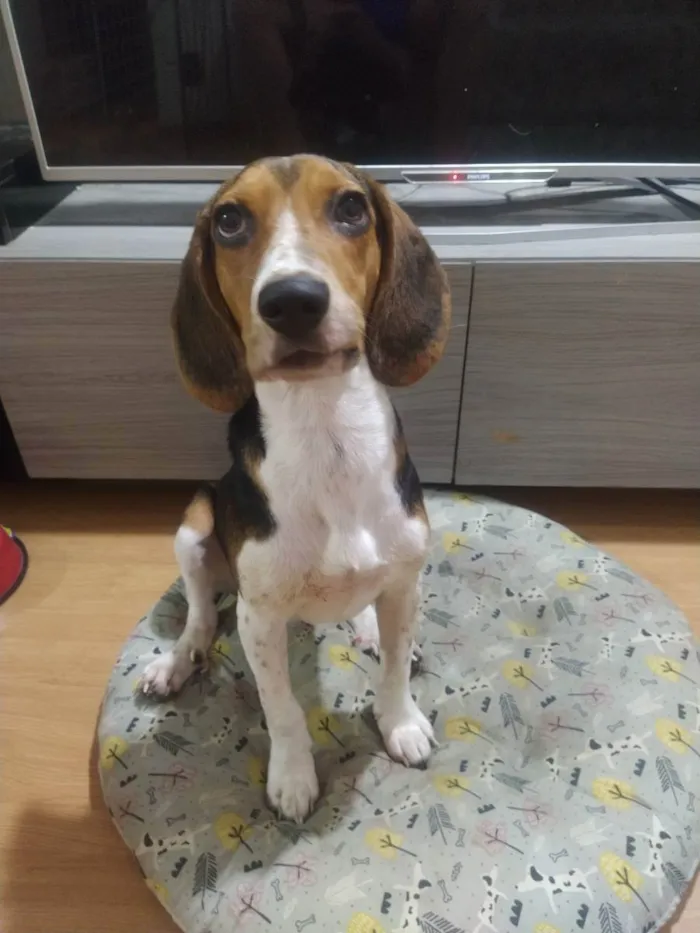 Cachorro ra a Beagle idade 7 a 11 meses nome Banjo