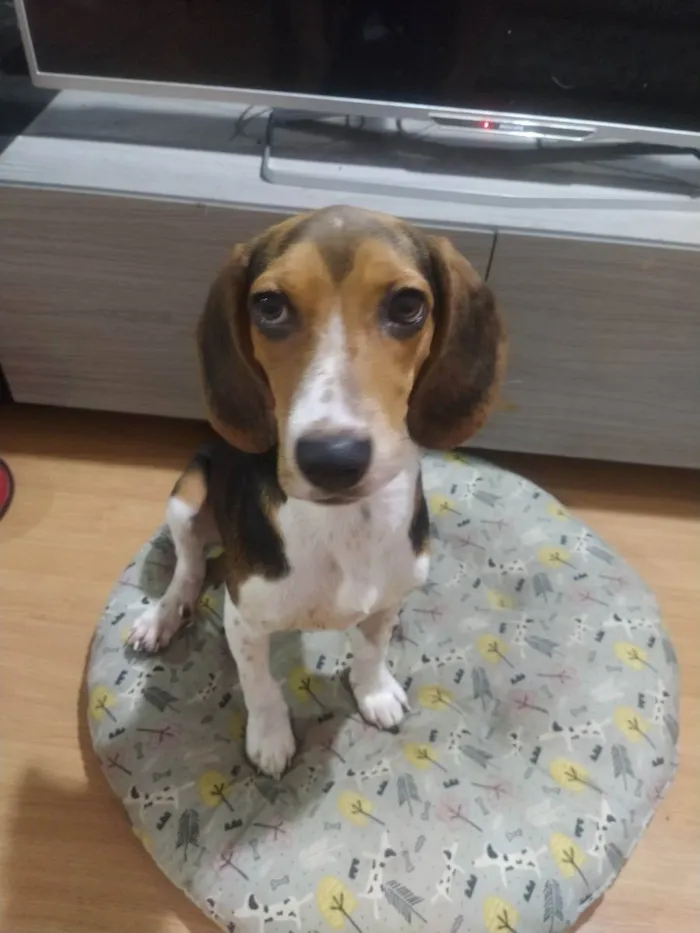 Cachorro ra a Beagle idade 7 a 11 meses nome Banjo
