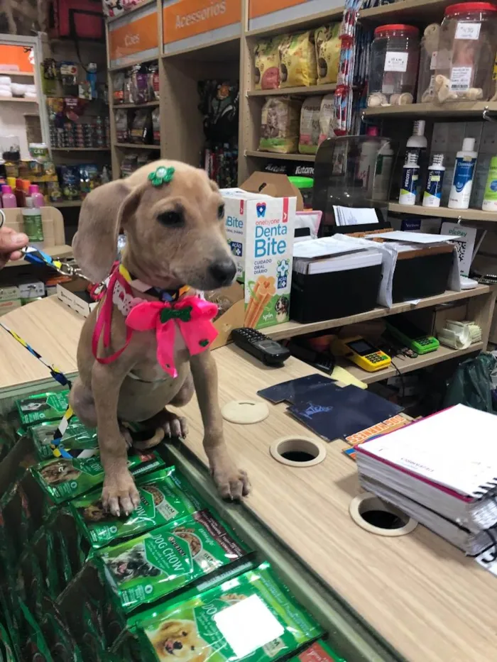 Cachorro ra a Srd idade 2 a 6 meses nome Margô