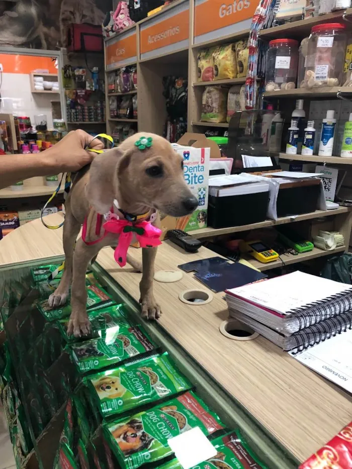 Cachorro ra a Srd idade 2 a 6 meses nome Margô