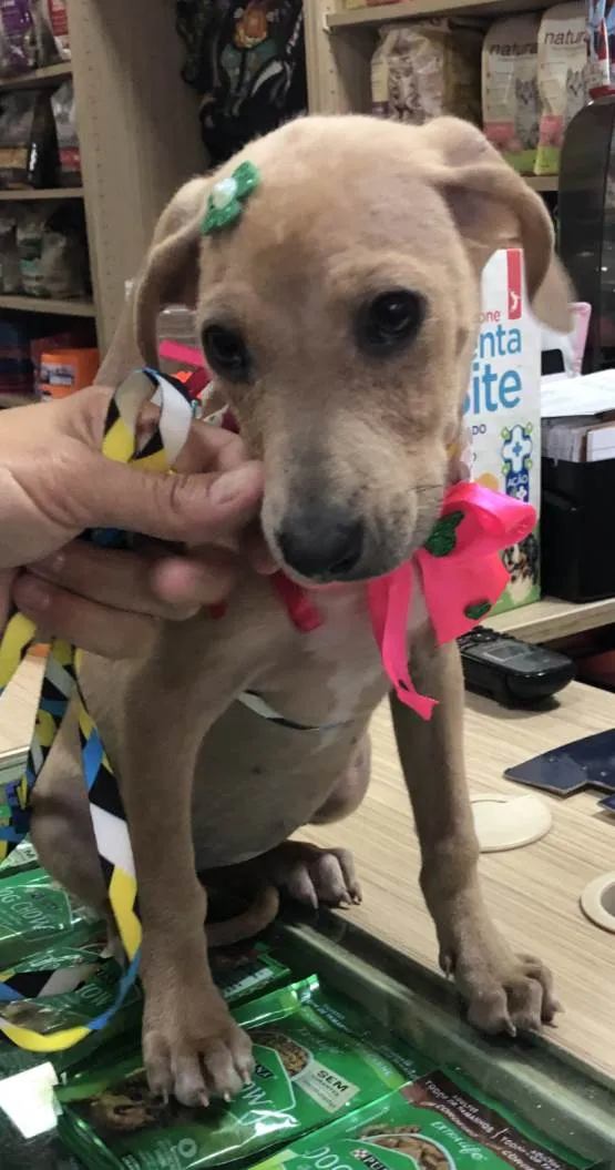 Cachorro ra a Srd idade 2 a 6 meses nome Margô