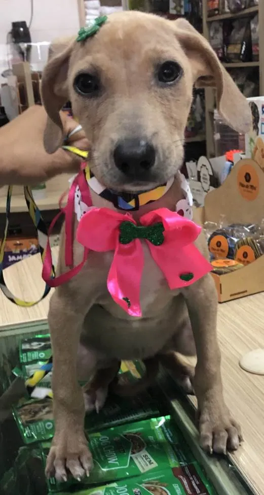 Cachorro ra a Srd idade 2 a 6 meses nome Margô