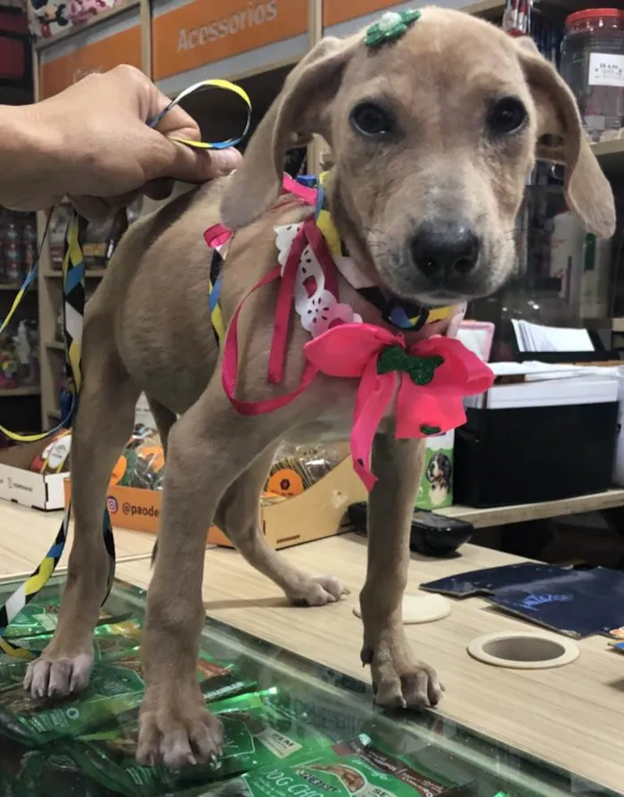 Cachorro ra a Srd idade 2 a 6 meses nome Margô
