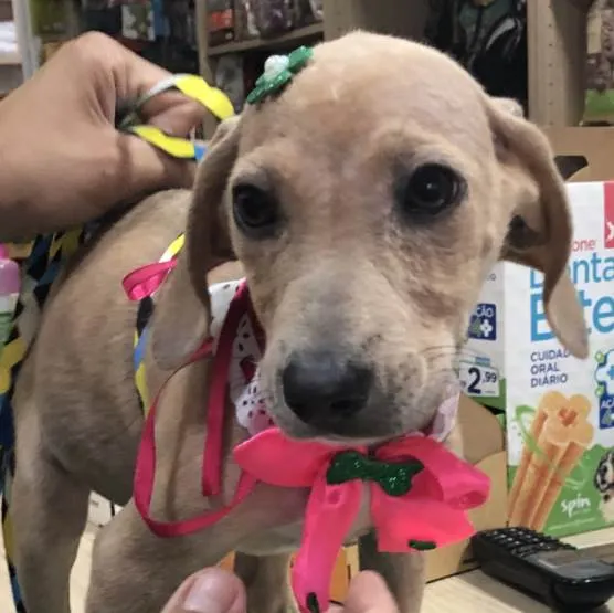 Cachorro ra a Srd idade 2 a 6 meses nome Margô