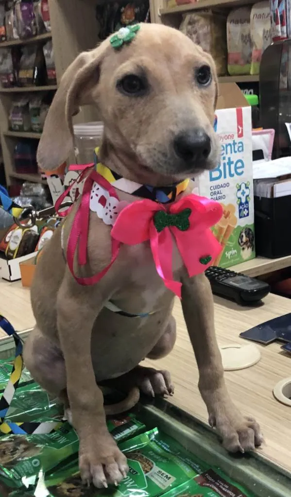 Cachorro ra a Srd idade 2 a 6 meses nome Margô