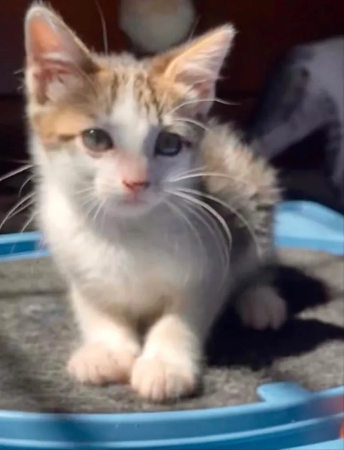 Gato ra a Srd idade Abaixo de 2 meses nome Mariano 