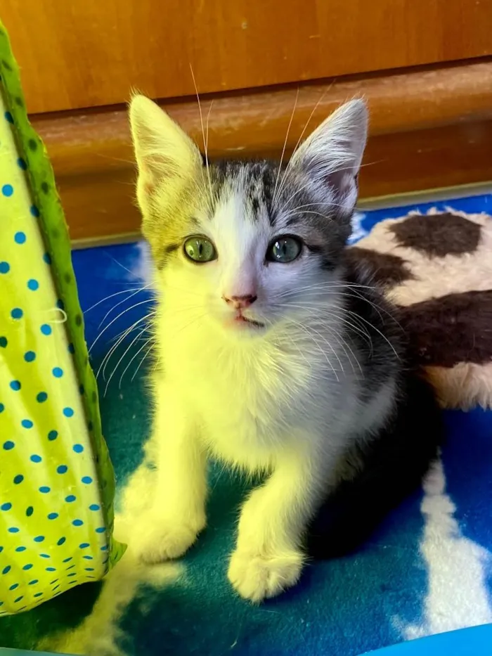 Gato ra a Srd idade Abaixo de 2 meses nome Mariano 