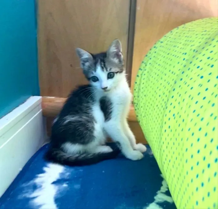 Gato ra a Srd idade Abaixo de 2 meses nome Mariano 