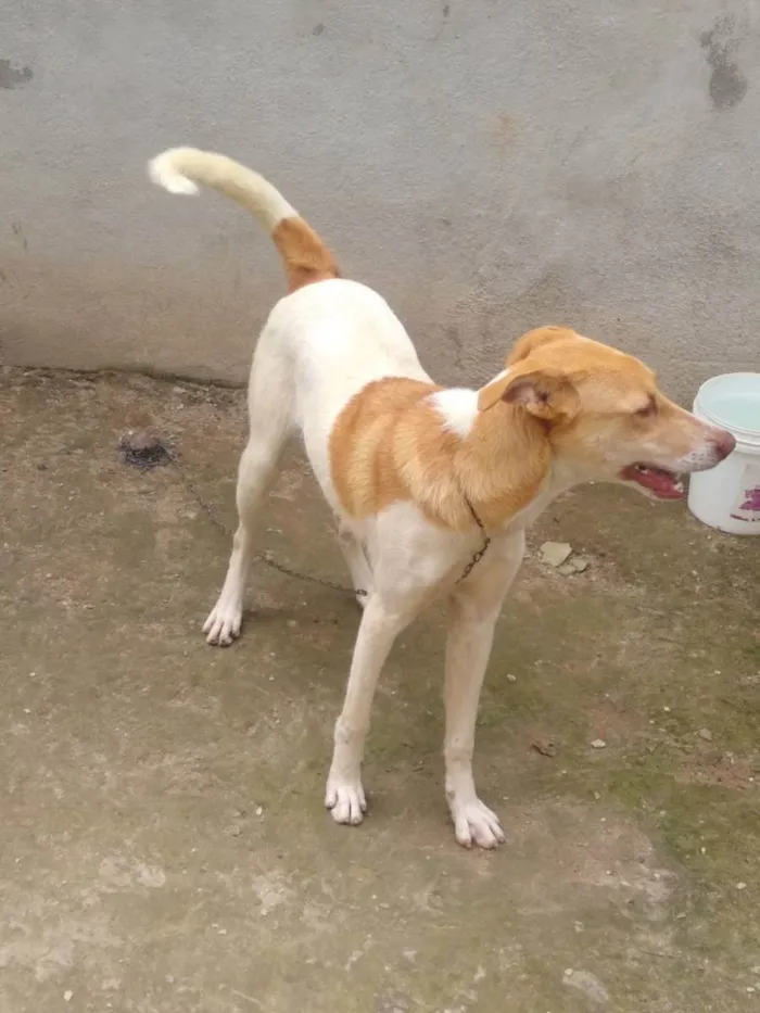 Cachorro raça Indefinida idade 7 a 11 meses nome Amora