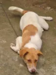 Amora