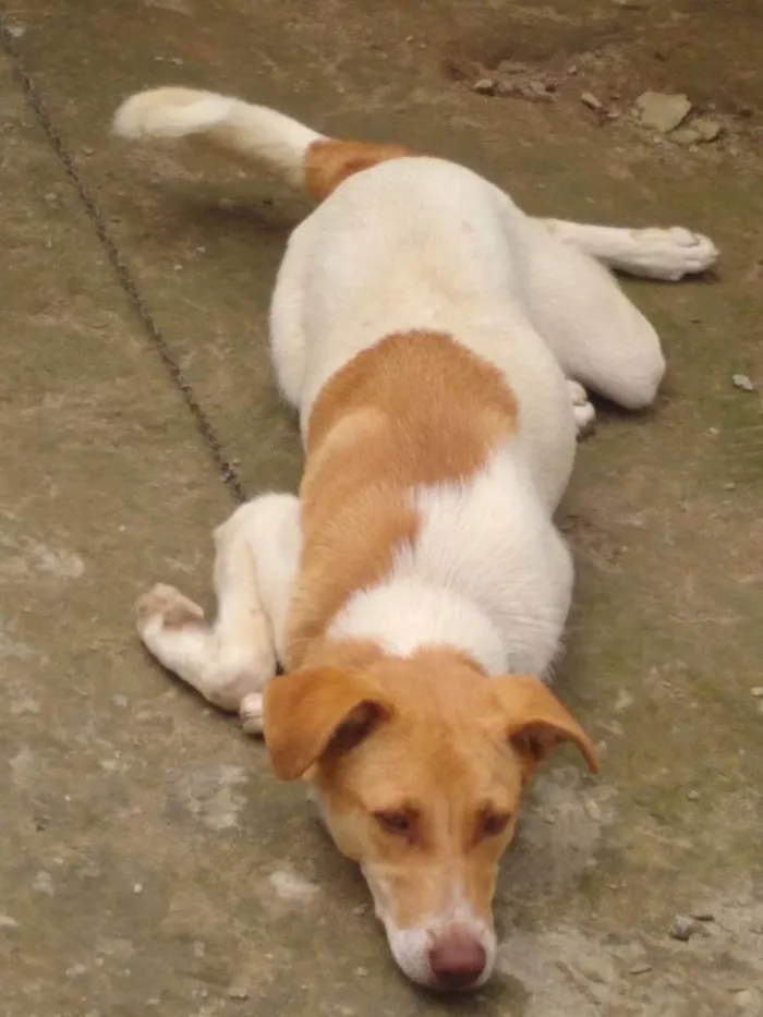 Cachorro raça Indefinida idade 7 a 11 meses nome Amora