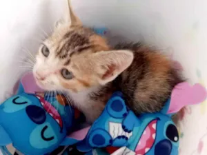Gato raça SRD idade 2 a 6 meses nome Milady