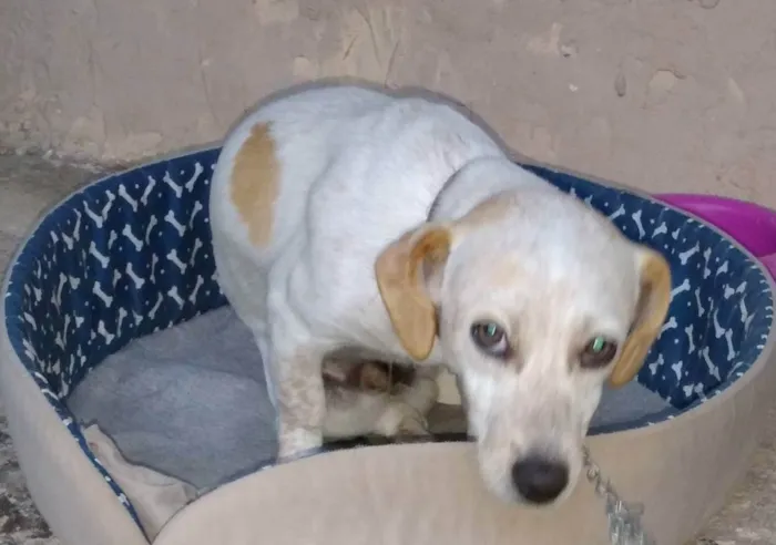 Cachorro raça SRD idade 7 a 11 meses nome Otto