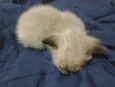Yuumi