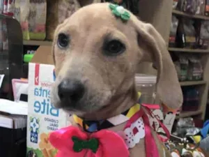 Cachorro raça Srd idade 2 a 6 meses nome Margô