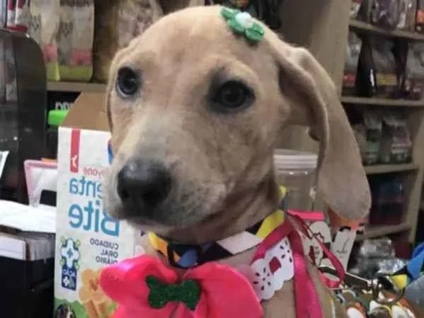 Cachorro ra a Srd idade 2 a 6 meses nome Margô