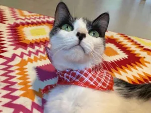 Gato raça Srd idade 7 a 11 meses nome Jurema