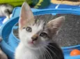 Chico Pedro