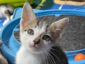 Gato raça Srd idade Abaixo de 2 meses nome Chico Pedro