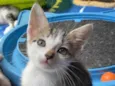 Chico Pedro