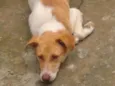 Amora
