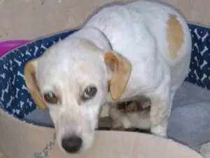 Cachorro raça SRD idade 7 a 11 meses nome Otto