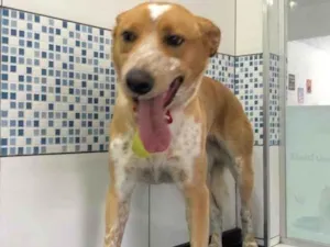 Cachorro raça Sem raça definida  idade 1 ano nome Caramelo