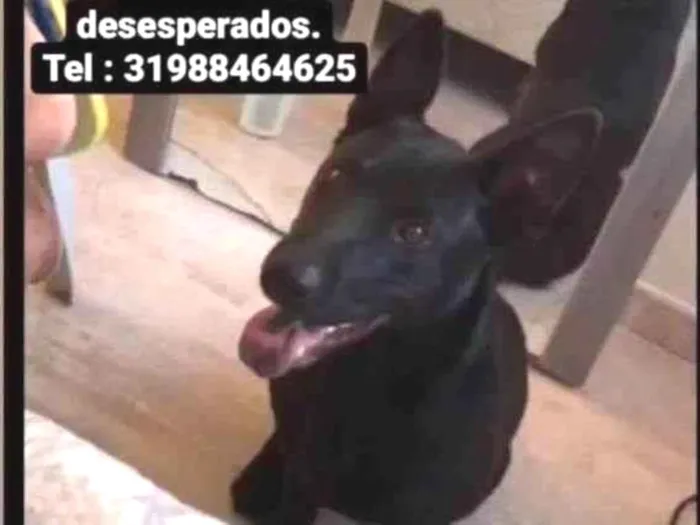 Cachorro ra a Viralata idade 7 a 11 meses nome Black