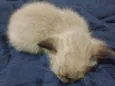 Yuumi