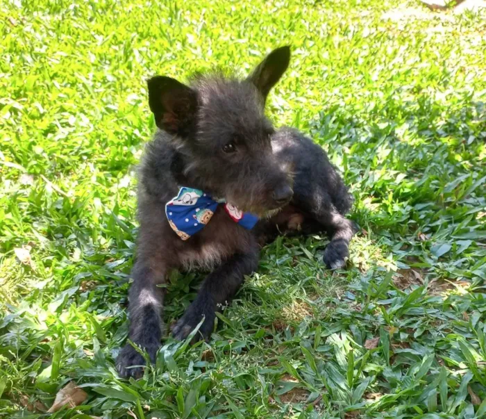 Cachorro ra a Sem raça definida  idade 2 a 6 meses nome Negresco