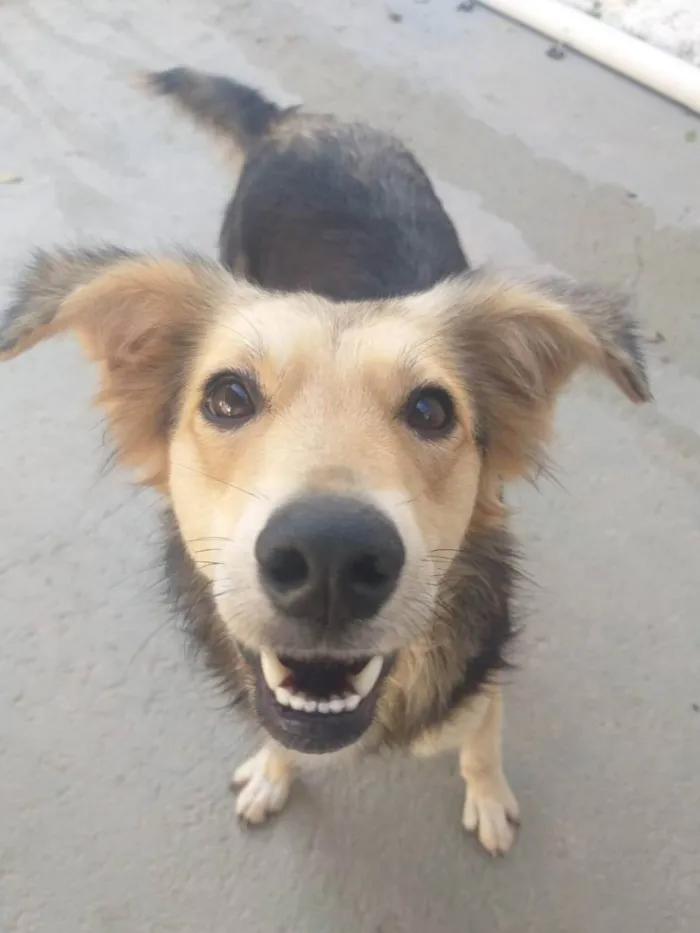 Cachorro ra a Sem raça definida  idade 2 anos nome Pandora 