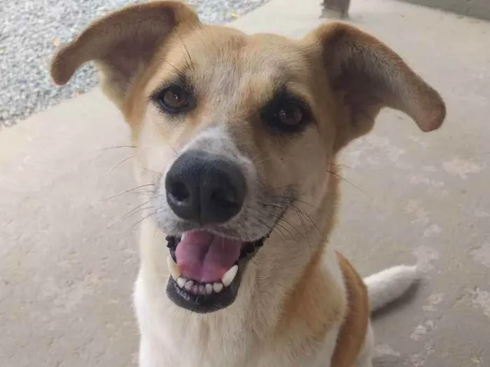 Cachorro ra a Sem raça definida  idade 2 anos nome Lila