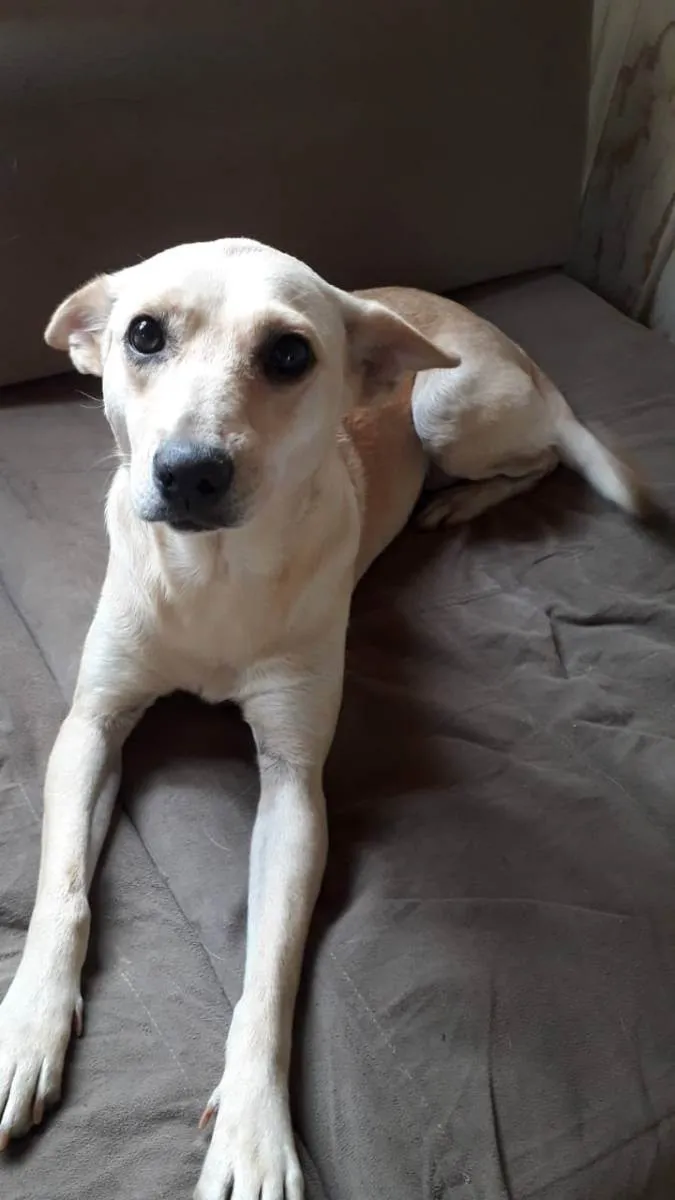 Cachorro ra a Sem raça definida  idade 2 anos nome Kiara 