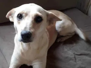 Cachorro raça Sem raça definida  idade 2 anos nome Kiara 