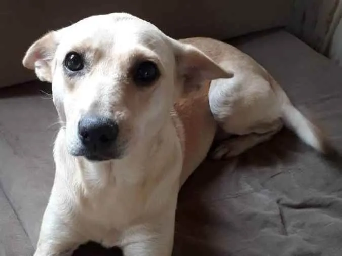 Cachorro ra a Sem raça definida  idade 2 anos nome Kiara 