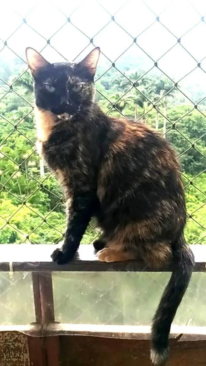 Gato ra a Srd idade 5 anos nome Meg
