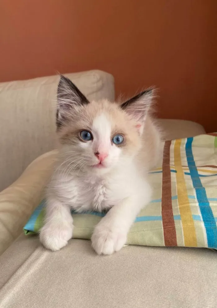 Gato ra a Srd idade 2 a 6 meses nome Puff
