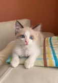 Puff