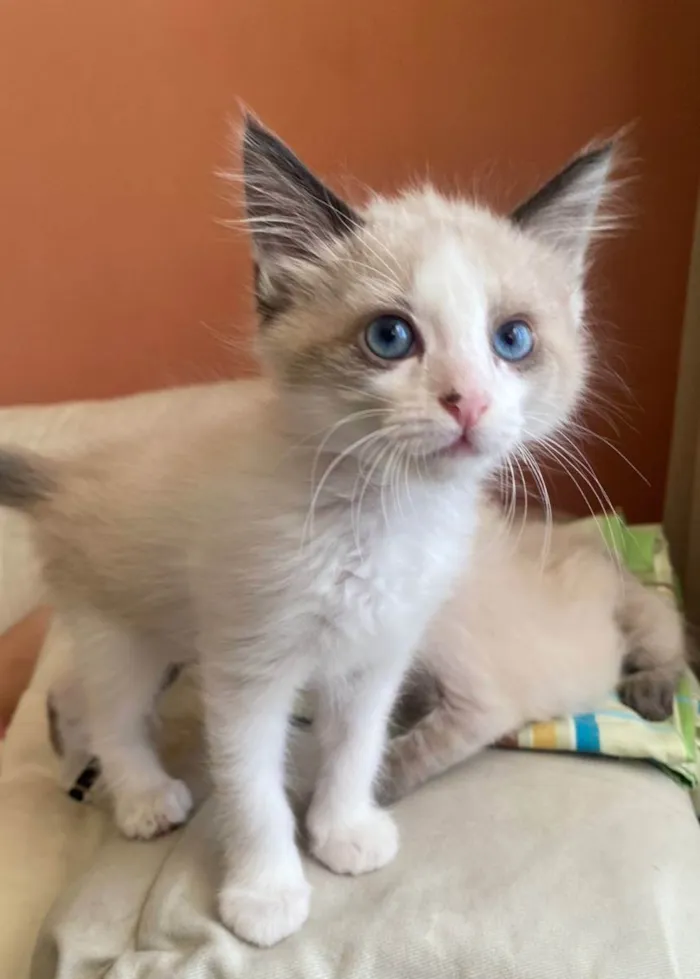 Gato ra a Srd idade 2 a 6 meses nome Puff