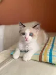 Puff