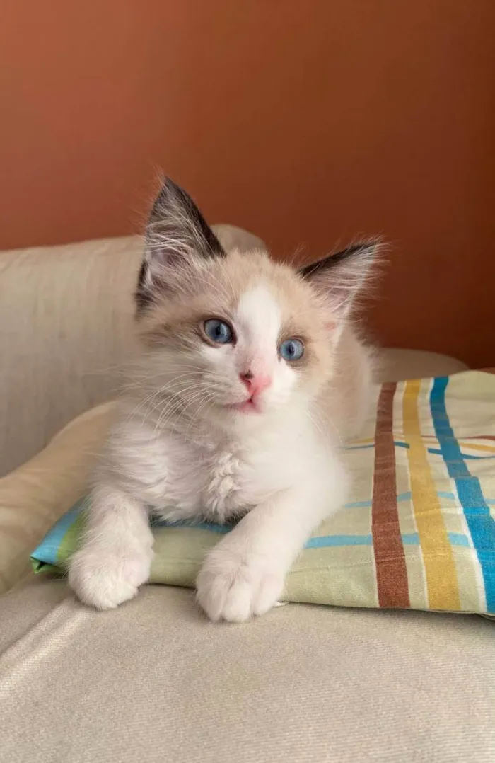 Gato ra a Srd idade 2 a 6 meses nome Puff