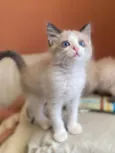Puff