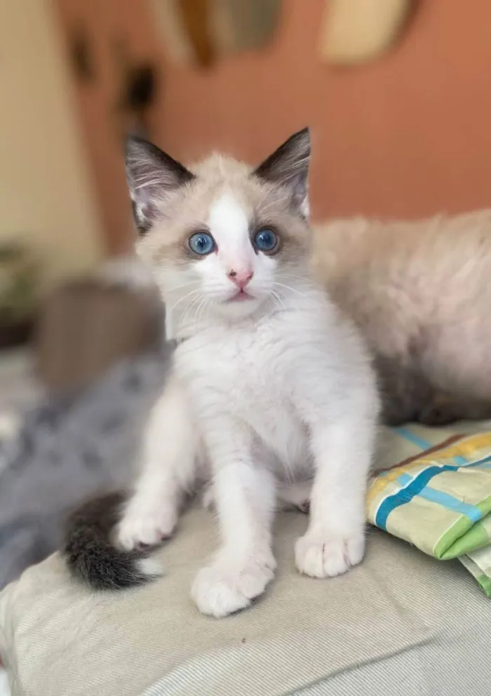 Gato ra a Srd idade 2 a 6 meses nome Puff