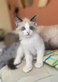 Puff
