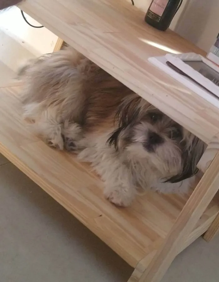 Cachorro ra a Shitzu idade 2 anos nome Eibiti