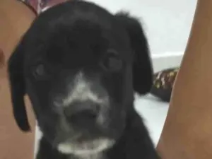 Cachorro raça Srd idade Abaixo de 2 meses nome S nome 4
