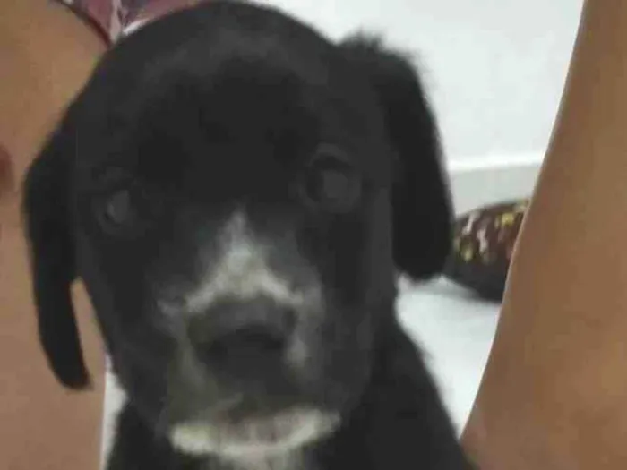 Cachorro raça Srd idade Abaixo de 2 meses nome S nome 4