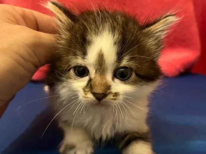 Gato raça SRD  idade Abaixo de 2 meses nome Sem Nome